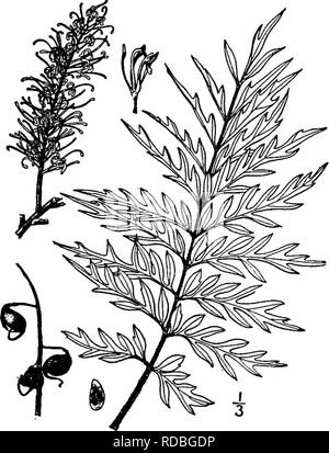 . North American Bäume: Beschreibungen und Abbildungen der Bäume unabhängig von Anbau in Nordamerika wächst, nördlich von Mexiko und der Karibik. Bäume. 374 Seide Eiche so; Fruchtknoten angepirscht; der Stil ist länglich und anhaltende; Eizellen 2, Sicherheiten. Die Frucht ist eine komprimierte, schräg, eUiptic Follikel, ca. 2 cm lang, recurved auf seinem langen, schlanken Stiel und kippte mit dem langen, schlanken Stil, dunkelbraun und offen Teilen auf einer Kante, wodurch der Flachbild-winged gelbliche Samen. Der elastische Holz der Seide Eiche ist in Australien für Fässer bewertet.. Abb. 330. - Seide Eiche. Sämling pla Stockfoto