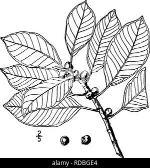 . North American Bäume: Beschreibungen und Abbildungen der Bäume unabhängig von Anbau in Nordamerika wächst, nördlich von Mexiko und der Karibik. Bäume. Golden Abb. 369. Abb. 327. - Golden Abb. I. GOLDEN ABB. - Ficus aurea NuttaU dieser Baum in das Leben beginnt als Parasit; die Samen keimen in den Ritzen der Rinde von Bäumen, produziert Luftwurzeln, die, wenn Sie erreichen den Boden, Wurzeln und Stämme werden; oft mehrere dieser Abstieg parallel, und Sur-Runden der Kofferraum Ihres Hosts, endlich zusammen kommen und vergewaltigt, es. Die Zweige senden auch Wurzeln, Stockfoto