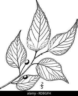 . North American Bäume: Beschreibungen und Abbildungen der Bäume unabhängig von Anbau in Nordamerika wächst, nördlich von Mexiko und der Karibik. Bäume. Rough-Leaved Hackberry 355. 2. Hund HACKBERRY - Oeltis canina Bergh dieser Baum hat eine Reihe ähnlich der vorhergehenden Arten, aber es war nicht genau untersucht worden, die hmits seiner geographischen Vertriebsmöglichkeiten sind noch nicht bestimmt. Es ist bekannt von New York nach Nebraska und South Dakota, südwärts nach Pennsylvania und Missouri, lieber reichen Boden, wachsen - in Felder und Wiesen, ing, und enthält viel g Stockfoto
