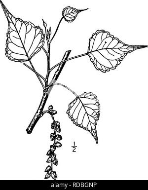 . North American Bäume: Beschreibungen und Abbildungen der Bäume unabhängig von Anbau in Nordamerika wächst, nördlich von Mexiko und der Karibik. Bäume. Mexikanische Cottonwood 175 März, das Kätzchen dann ca. 5 cm lang, die staminate, dicht bepflanzten; die Waagen sind gesäumt mit fiUform Lappen; die Stiele der pistillate Blumen sind sehr kurz, die Festplatten dilatiert und ziemlich groß, das Ovar glatt. In der Reifung der pistillate Palmkätzchen um 10 cm verlängern. oder mehr, die OVOIDE bluntish Kapseln werden 8 bis 12 mm lang und viel länger als ihre Stiele. Das Holz ist weich, Stockfoto