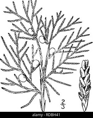 . North American Bäume: Beschreibungen und Abbildungen der Bäume unabhängig von Anbau in Nordamerika wächst, nördlich von Mexiko und der Karibik. Bäume. ii 8 Die Wacholder schlechte oder felsigen Boden aus Nova Scotia und New Brunswick zu Western Ontario und South Dakota, südwärts zum nördlichen Florida, Alabama und Texas. Es ist verschiedentlich als rote Zeder bekannt, Rot Juniper, Savin, Zeder, Wacholder. Der Kofferraum ist gross und gerade, in der Regel ridged, oft wesentlich an der Basis erweitert, und manchmal exzentrisch. Die Zweige sind schlank, unter mehr oder weniger verbreitet und asce Stockfoto