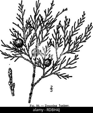 . North American Bäume: Beschreibungen und Abbildungen der Bäume unabhängig von Anbau in Nordamerika wächst, nördlich von Mexiko und der Karibik. Bäume. 112 Die Wacholder faserige; Samen i oder selten 2, eiförmig, 3 mm lang, Spitzen, in Richtung der Apex komprimiert, stark Abgewinkelt; Keimblätter 4 bis 6. Das Holz ist weich, in der Nähe von Feinkornstahl und Hellbraun; sein spezifisches Gewicht ca. 0,55. Sie liefert den chief Versorgung des Kraftstoffs zu vielen der Minen und ranchmen seiner Region, wo es auch für Beiträge verwendet wird; seine Frucht ist von Indianern für Lebensmittel verwendet. Die kürzlich beschriebenen Juniperus Kni Stockfoto