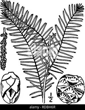 . North American Bäume: Beschreibungen und Abbildungen der Bäume unabhängig von Anbau in Nordamerika wächst, nördlich von Mexiko und der Karibik. Bäume. Teich Cypress 91 und entlang von Flüssen und Bächen. Die maximale Höhe ist etwa 50 Meter, bei einem Stammdurchmesser von 4 m über der Erweiterten, oft Hohl, base. Die Amtsleitung wird gut sichtbar unten und verjüngt sich zur Spitze geriffelt; die Rinde ist ca. 2,5 cm dick, eher glatt und bräunlich rot. Die Zweige sind kurze, eher schmal, weit verbreitet und abgespalten und bilden einen kegelförmigen Baum; die unteren Äste dis-scheinen, von alten Bäumen, oder Som Stockfoto