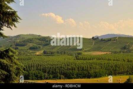 Grinzane Cavour, Piemont, Italien. Juli 2018. Am Fuße der Burg rund um himmlische Aussicht auf die Weinberge der Gegend. Es ist kein Zufall. Stockfoto