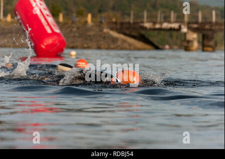 Schwimmer in der Nähe des Loch Linnhe Stadium Fort William Schottland Stockfoto