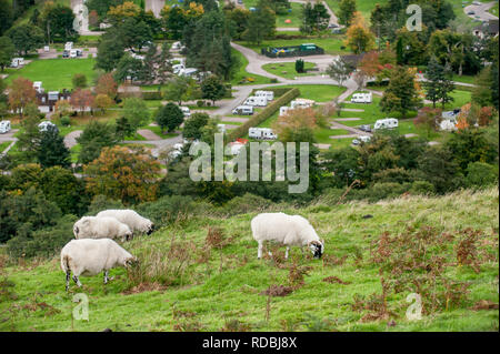 Schwarz konfrontiert Schafe auf der Seite des Ben Nevis über den Campingplatz Stockfoto