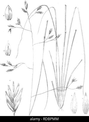 . Nach United States geographischen Erhebungen westlich der hundertste Meridian Bericht. Vol. vi. Botanik. Us-GEOGRAPHISCHEN ERHEBUNGEN WESTLICH VON 100™-Meridian. PLATE XXIX.. IH. Seaman, Del FESTUCA THURBERI.. Bitte beachten Sie, dass diese Bilder sind von der gescannten Seite Bilder, die digital für die Lesbarkeit verbessert haben mögen - Färbung und Aussehen dieser Abbildungen können nicht perfekt dem Original ähneln. extrahiert. Geographische Erhebungen westlich des Meridians (U 100. S.); Wheeler, George M. (George Montague), 1842-1905; Humphreys, A. A. (Andrew Atkinson), 1810-1883; Wright, horation Gouverneur Stockfoto