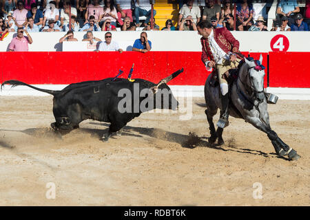 Stierkampf in Alcochete. Reiter erstechen banderilla auf einem Bullen, Bullen sind nicht während der stierkampf, Provinz Alcochete, Setubal, Portugal getötet Stockfoto