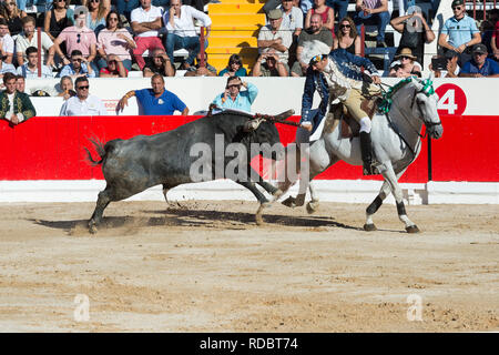 Stierkampf in Alcochete. Reiter erstechen banderilla auf einem Bullen, Bullen sind nicht während der stierkampf, Provinz Alcochete, Setubal, Portugal getötet Stockfoto