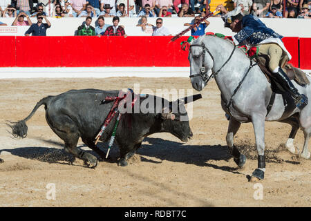 Stierkampf in Alcochete. Reiter erstechen banderilla auf einem Bullen, Bullen sind nicht während der stierkampf, Provinz Alcochete, Setubal, Portugal getötet Stockfoto