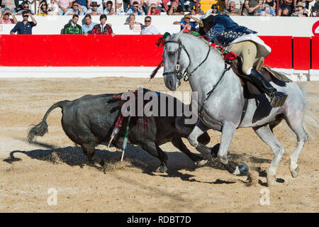 Stierkampf in Alcochete. Reiter erstechen banderilla auf einem Bullen, Bullen sind nicht während der stierkampf, Provinz Alcochete, Setubal, Portugal getötet Stockfoto