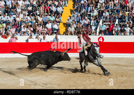 Stierkampf in Alcochete. Reiter erstechen banderilla auf einem Bullen, Bullen sind nicht während der stierkampf, Provinz Alcochete, Setubal, Portugal getötet Stockfoto