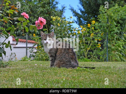 Grau und Weiß tabby Katze auf grünen Gras im Garten mit Rosen Stockfoto