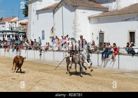 Wilde Bullen laufen und Reiter in den Straßen von Verbleitem, Festas do Barrete Verde e das Salinas, Provinz Alcochete, Setubal, Portugal Stockfoto