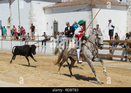 Wilde Bullen laufen und Reiter in den Straßen von Verbleitem, Festas do Barrete Verde e das Salinas, Provinz Alcochete, Setubal, Portugal Stockfoto