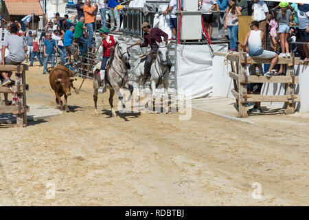 Wilde Bullen laufen und Reiter in den Straßen von Verbleitem, Festas do Barrete Verde e das Salinas, Provinz Alcochete, Setubal, Portugal Stockfoto