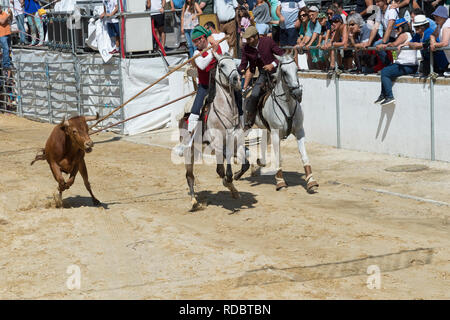 Wilde Bullen laufen und Reiter in den Straßen von Verbleitem, Festas do Barrete Verde e das Salinas, Provinz Alcochete, Setubal, Portugal Stockfoto