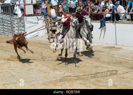Wilde Bullen laufen und Reiter in den Straßen von Verbleitem, Festas do Barrete Verde e das Salinas, Provinz Alcochete, Setubal, Portugal Stockfoto