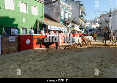 Traditionelle Largada de Toiros, Straße Stierkampf, Festas do Barrete Verde e das Salinas, Provinz Alcochete, Setubal, Portugal Stockfoto