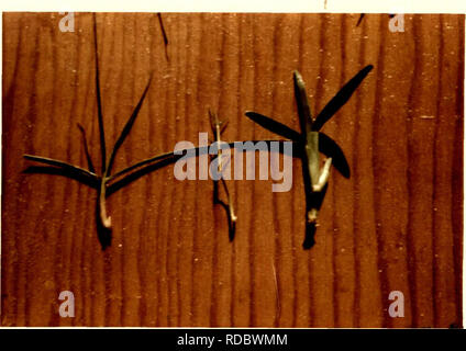 . Auswirkungen der Boden Temperaturgradient auf Wachstum und Kohlenhydrat und nahrhaften Element Ebenen in drei warmen Jahreszeit turfgrasses.. Gräser. 23. Abbildung 5. Erste Rhizom und ausläufers Stücke von Bahia, Bermuda, und St. Augustine Gras (von links nach rechts) in ausläufers Experiment genutzt.. Bitte beachten Sie, dass diese Bilder sind von der gescannten Seite Bilder, die digital für die Lesbarkeit verbessert haben mögen - Färbung und Aussehen dieser Abbildungen können nicht perfekt dem Original ähneln. extrahiert. Seitz, Garry Lee, 1945 -. 1974 Stockfoto