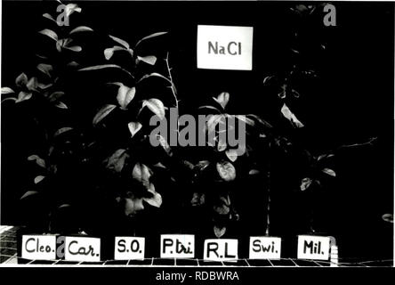 . Auswirkungen von Natriumchlorid und Polyethylenglykol auf dem Wasser Beziehungen, Wachstum und Morphologie von Zitrusfrüchten Wurzelstock Sämlinge. Zitrusfrüchte; Pflanzen; pflanzen; Salz; Polyethylenglycol. 43. Abb. 6. Wirkung von NaCl zu einem osmotischen Potential von -0,35 MPa auf dem 7 Unterlagen nach 5 Monaten der Salzgehalt Behandlungen.. Bitte beachten Sie, dass diese Bilder sind von der gescannten Seite Bilder, die digital für die Lesbarkeit verbessert haben mögen - Färbung und Aussehen dieser Abbildungen können nicht perfekt dem Original ähneln. extrahiert. Zekri, Mongi. Stockfoto