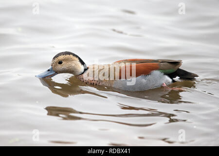 Beringt Teal (Callonetta leucophrys) FLÜCHTLING Stockfoto