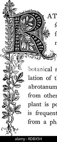 . Die Floral Kingdom: Geschichte, Stimmung und Poesie: ein Wörterbuch mit mehr als drei hundert Pflanzen, mit den Gattungen und Familien, zu denen sie gehören, und die Sprache der jeweils passende Edelsteine zu Poesie dargestellt. Blume, Blumen in der Literatur. r=^^ Artemisia abrotanom. Natürliche Ordnung: Compositce - Aster Familie. Vater Dichten von Wachstum und einer Höhe von drei bis fünf Fuß, der Southernwood ist ein bekannter strauchigen Anlage recht häufig in alten Gärten gefunden. Die Blätter sind viel geteilt und die Blüten sind gelb, während eine angenehme, bitter, aromatischen Geruch perva Stockfoto