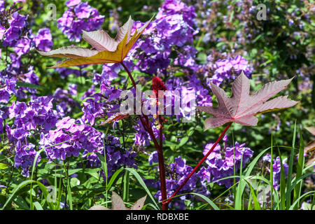 Mehrjährige Garten Blume Grenze Pflanze Castor Bean, Ricinus communis Phlox Blumen Stockfoto