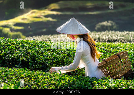 Asiatische Frau in Vietnam Kultur traditionell im grünen Tee. Stockfoto