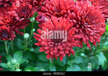 Zwerg Terrasse Chrysantheme' Carpino Purple' an RHS Garden Harlow Carr, Harrogate, Yorkshire gewachsen. England, UK. Stockfoto