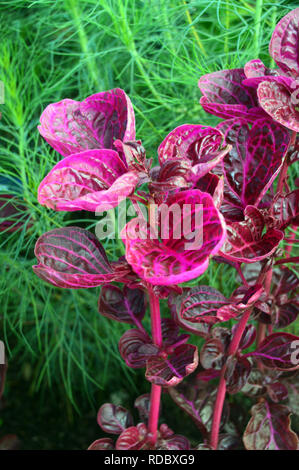 Nahaufnahme der Blätter Iresine herbstii 'Brilliantissima'' Huhn Gizzard" Bush an RHS Garden Harlow Carr, Harrogate, Yorkshire. England, Großbritannien Stockfoto