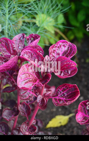 Nahaufnahme der Blätter Iresine herbstii 'Brilliantissima'' Huhn Gizzard" Bush an RHS Garden Harlow Carr, Harrogate, Yorkshire. England, Großbritannien Stockfoto