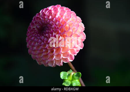 Einen einzigen hellen Rosa Pom Pom Ball Dahlie Blume an RHS Garden Harlow Carr, Harrogate, Yorkshire gewachsen. England, UK. Stockfoto