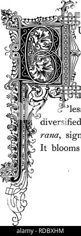 . Die Floral Kingdom: Geschichte, Stimmung und Poesie: ein Wörterbuch mit mehr als drei hundert Pflanzen, mit den Gattungen und Familien, zu denen sie gehören, und die Sprache der jeweils passende Edelsteine zu Poesie dargestellt. Blume, Blumen in der Literatur. - £! 2 =^- Pi-ff Manuncitlu 0 bulbO 0 tIS. Natürliche Ordnung: Ranunculacece-Crowfoot Familie. | TJLBOUS RANUNKELN, oder "Crowfoot", wird in der Regel in Weideland gefunden. Die Wurzel ist fleischig, und die Blumen sind von einem goldenen gelb. Einige Sorten sind in unserem gar kultiviert - Höhlen, unter denen die asiatischen und Persischen, sportliche durch Fast je Stockfoto