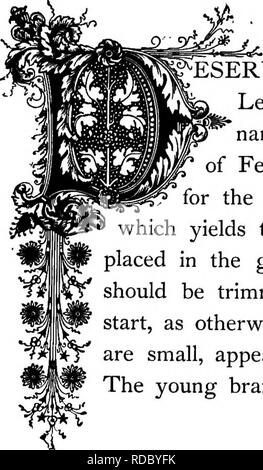 . Die Floral Kingdom: Geschichte, Stimmung und Poesie: ein Wörterbuch mit mehr als drei hundert Pflanzen, mit den Gattungen und Familien, zu denen sie gehören, und die Sprache der jeweils passende Edelsteine zu Poesie dargestellt. Blume, Blumen in der Literatur. ^1^ logBta ritrio^o^ (^. Natürliche Ordnung: VerbenaceceâVervain Familie. Die Reservierung aller Lob ist die Aloysia, manchmal auch Zitronenverbene. Es ist aus Paraguay, und erhielt seinen Namen zu Ehren von Königin Maria Louisa, Spanien, die Mutter von Ferdinand VII. Es ist wie ein Gewächshaus Strauch, für die aromatischen Geruch von seinen zarten l angebaut Stockfoto