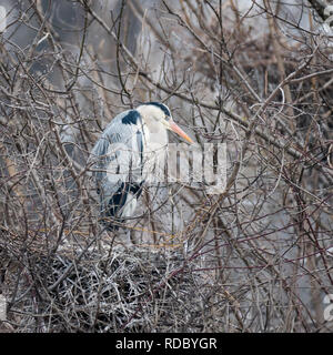 Eine einzelne Graureiher (Ardea cinerea) Vögel sitzen auf dem Baum (Wien, Österreich) im Winter Stockfoto