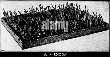. Pflanzliches: Gewächshaus und Gärtnerei Praxis. Pflanzenvermehrung. Saatgutprüfung 45 genannt. "Müll" Verunreinigungen werden von kleinen Folge im Vergleich zu den Unkrautsamen, vor allem, wenn schlecht; zum Beispiel, eine Probe von Clover".) U Prozent reinen und mit 99 Prozent die Keimung, würde unsatis sein Werk, wenn es enthielt Dodder. 5. Was bedeutet das Saatgut wiegen? In der Regel schwere Samen innerhalb der Grenzen der Arten sind am besten. 6. Sind die Samen trocknen? Gut getrockneten Samen halten am Besten und beste Ergebnisse zu geben. 7. Wo haben die Samen stammen? Samen von einigen Ländern oder auch Städte und Gemeinden können besser oder poore werden Stockfoto