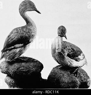 . Die Vögel von Australien. Vögel. 44 DIE VÖGEL DES ATJSTEALIA die Großväter; Grebe. Podicipes Poliomyelitis - CEPHALUS. Australien und Tasmanien. Farbe oben Esche braun; Seiten der unteren Rücken Weiß; Krone schwärzlich, Schattierung in tiefes Schwarz auf hinterhauptbein und Nacken, die länglich und bildet eine Art Kapuze; Seiten des Kopfes bräunlich weiß, die Federn mit. Hoiiry-headed Grebe: Podicipes nestor. Das Australian Museum. Haar - wie Extremitäten; Brust, Bauch weißlich Dusky, Rest der Unterseite weiß. Gesamtlänge ca. 9,5 cm, culmen aus Federn auf der Stirn 0,6-0.8, 4.3-4.4, Tarsus 1.5, äußeren Zehen und Krallen 1.9. Stockfoto