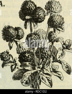 . E.H. Hunt: seedsman. Baumschulen (Gartenbau) Illinois Chicago Kataloge, Leuchtmittel (Pflanzen) Kataloge Kataloge; Blumen; Gemüse Samen Kataloge; Pflanzen, Zierpflanzen Kataloge. Die GLOXINIA. GOMPHRENA NANA. (GLOBE AMARANTH. Eine ausgezeichnete ewigen oder immortelle; Blumen weltweit - Form, violett, orange und vielfältig. Behalten Ihre Form und Farbe, wenn getrocknet; sind auch gut für das Schneiden wie frische Blumen. Ist in. 11.A. Gemischt 5 GYPSOFHILA. Kleine, weiße duftende Blüten, getragen auf langen gefiederten stammt. Keine Blume bringt mehr Licht und Gnade zu einem Blumenstrauß als dieses, und wenn einmal angebaut wird indispe gefunden werden Stockfoto