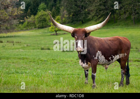 Ankole Watusi Longhorn Kuh in grünen Weide Frontkamera Stockfoto