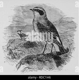. Ein beliebtes Handbuch der Ornithologie der Vereinigten Staaten und Kanada, auf nuttall's Manual. Vögel, Vögel. WHEATEAK Saxicola cenanthe. Char. Oben, blau-grauen; Stirn und Streifen über den Augen weiß; Patch auf Wange und Flügel schwarz; Rumpf Weiß; mittleren Schwanzfedern schwarz, Rest weiß, breit gespitzt, schwarz; unter Teile weiß. Bei der Frau sind die oberen Teile sind braun, und unter Teile polieren. Länge (&gt; yi Zoll. JVest, in einer Felsspalte von einer Mauer oder einem Stein Haufen; Der betriebsstämme und Gras, gesäumt mit Federn, Haare oder Rabbit's Fell. Eier. 5-7; hellblau, manchmal beschmutzt mit hellen Stockfoto