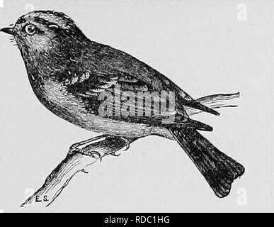 . Ein beliebtes Handbuch der Ornithologie der Vereinigten Staaten und Kanada, auf nuttall's Manual. Vögel, Vögel. GOLDEN GEKRÖNTE KINGLET. Regulus satrapa. Char. Oben, Olive, hellsten auf der Kruppe; Krone mit Patch von Orange Rot und Gelb, die von den schwarzen (weibliche und junge fehlt der Rote) begrenzt; Stirn und Linie über Augen und Patch unter, Weiß matt, Flügel und Schwanz dusky, die Federn mit stumpfen Buff; zwei weißen Balken auf Flügeln; Unten, Weiß matt mit buff Tönung. Länge 4 Zoll. Nest. In feuchten Nadelwäldern, oft ganz oder teilweise hängende von kleinen Zweigen in der Nähe von Ende Zweig (manchmal Stockfoto