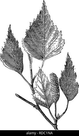 . Die Elemente der Forstwirtschaft: entwickelt, um Informationen über die Pflanzung und Pflege von Bäumen für Ornament oder Gewinn- und geben Anregungen für die Gestaltung und Pflege von Wäldern, mit Blick auf die Sicherung der größte Vorteil für die längste Zeit, besonders auf die Wünsche und Bedingungen der Vereinigten Staaten angepasst zu leisten. Die Wälder und die Forstwirtschaft. Die Birken. 229 manchmal das Holz hat Knoten und locken in der Maserung, die eine feine Politur nehmen - wenn sie als Furniere verwendet. Es ist ein beliebtes Holz für Schuh - Heringe, Spulen, Hülsen und andere kleine Gegenstände. Es ist in Besen geschält, und Streifen seiner nicht Stockfoto