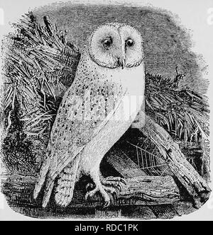 . Ein beliebtes Handbuch der Ornithologie der Vereinigten Staaten und Kanada, auf nuttall's Manual. Vögel, Vögel. Schleiereule. Strdc pratincola. Char. Farben extrem unterschiedlich. Oben, in der Regel gelblich Tawny oder orange braun, mit dunkleren Tönungen getrübt und getupft mit Weiß; unter, buffish mit dunklen Flecken; Gesicht weiß, mit gelbbraun gefärbt; Bill weißlich. Einige Beispiele haben aber wenig Kennzeichnung auf der Rückseite, und das Gesicht und die unteren Teile sind rein weiß. Leicht von anderen Eulen durch besondere Gesichtsbehandlung disc unterschieden. Länge 15 bis 21 Zoll. Nest. In der Scheune oder Kirchturm oder hohlen Baum, - in der Regel der letzte. Stockfoto