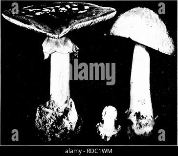 . Minnesota Pilzen... Botanik; Pilze. GILL PILZEN 7 nur die jungen Pflanzen können sagte dann mit Sicherheit von lepiota werden. Amanita enthält praktisch alle tödlich giftigen Arten der Gill Pilzen. Obwohl mehrere Arten sind essbar, insbesondere Cesar's Pilz, die Gefahr von Verwechslungen der eine giftige Amanita für eine essbare ist so groß, dass jeder die größten Schmerzen zu vermeiden, essen alle Amanita whatsoever, und vor allem, dass es in der Jungen Bühne für eine Schaltfläche puffball, oder im Alter für eine L e p i o t a. Der antike Name für einige Pilz.. Abbildung 1. Amanita phal Stockfoto