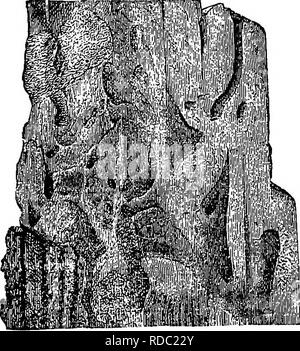 . Die Elemente der Forstwirtschaft: entwickelt, um Informationen über die Pflanzung und Pflege von Bäumen für Ornament oder Gewinn- und geben Anregungen für die Gestaltung und Pflege von Wäldern, mit Blick auf die Sicherung der größte Vorteil für die längste Zeit, besonders auf die Wünsche und Bedingungen der Vereinigten Staaten angepasst zu leisten. Die Wälder und die Forstwirtschaft. 87. Hohlräume in den Gefallenen Holz durch die Larven von Insekten, tendenziell Der Zerfall zu schnell beschleunigen.. auf 88. Holz, die durch die Larven des Cerambi/x Beinabschluss abgebaut wurde. 662 J. Diese fleischfressenden Insekten sind die sicherste Agentur für Coun Stockfoto