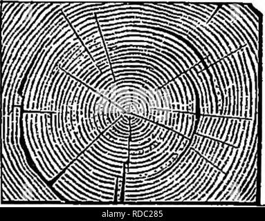 . Die Elemente der Forstwirtschaft: entwickelt, um Informationen über die Pflanzung und Pflege von Bäumen für Ornament oder Gewinn- und geben Anregungen für die Gestaltung und Pflege von Wäldern, mit Blick auf die Sicherung der größte Vorteil für die längste Zeit, besonders auf die Wünsche und Bedingungen der Vereinigten Staaten angepasst zu leisten. Die Wälder und die Forstwirtschaft. Mängel von Holz aus verschiedenen Ursachen. 578. Holz haftet bestimmte Mängel von Schrumpfung in Würze zu erwerben oder andere Ursachen, die mehr oder weniger seine Qualität für Stärke verletzen, und seinen Wert für den Einsatz, wenn in Bauholz gesägt. Eines dieser Stockfoto