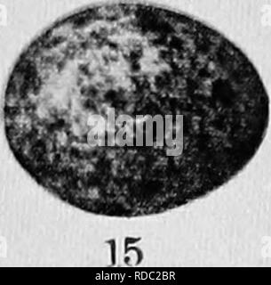 . Vogel Häuser: Die Nester, Eier und Zucht Gewohnheiten des Landes Vogelarten, die sich im Osten der Vereinigten Staaten, mit Hinweisen auf die Aufzucht und Fotografieren der jungen Vögel. Vögel Vögel. Ich') 16 19 21 Bluebird. Crested Schopftyrann. Carolina Wren Weiß --breasted Kleiber 0'' Mangold Oriole. White-eyed Vireo. Platte C - Gemeinsame Eier. Meadovvhirk. Towhee. Red-winged blackbird. Baltimore Oriole. Wilson's Thrush. 12. Ofen - Vogel. 13. Louisiana Wasser Soor. 14. Schiefer - farbige Junco; Indian Wells. 15. Sumpf Spatz. 16. Maryland Gelb-Hals. 17 - Schwarz und Weiß Warbler. 18. Haus Wren. iQ. Chickadee. 20. Lange - bille Stockfoto