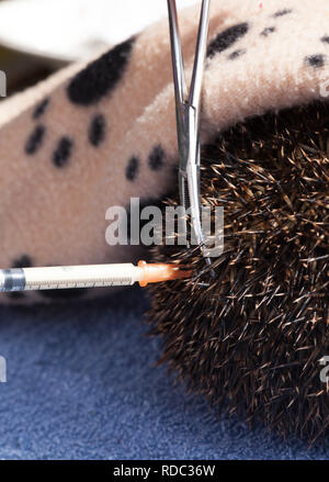 Igel (Erinaceus europaeus), eingespritzt wird mit Ant biotic - Noroclav, nachdem Sie gefunden, und in der Nähe von Tod laufen. Arbeit von Tracy durchbohren von Hedgehog Preservation Society, Rior, bevor sie in die Wildnis zu entlassen. Stockfoto