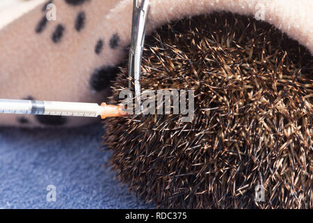 Igel (Erinaceus europaeus), eingespritzt wird mit Ant biotic - Noroclav, nachdem Sie gefunden, und in der Nähe von Tod laufen. Arbeit von Tracy durchbohren von Hedgehog Preservation Society, Rior, bevor sie in die Wildnis zu entlassen. Stockfoto